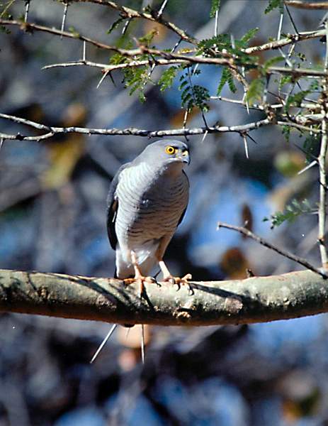 Goshawk - Matthew Clark.jpg